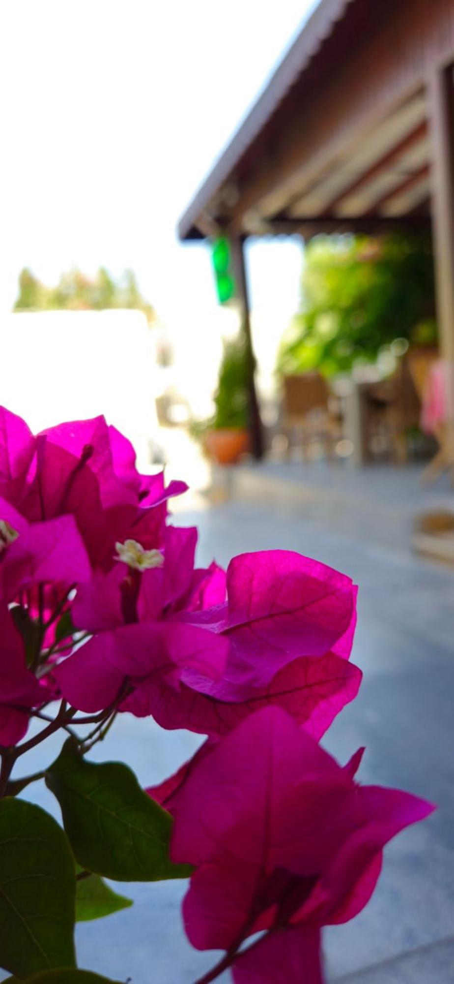 Merkez Kumsal Pansiyon Bodrum Dış mekan fotoğraf